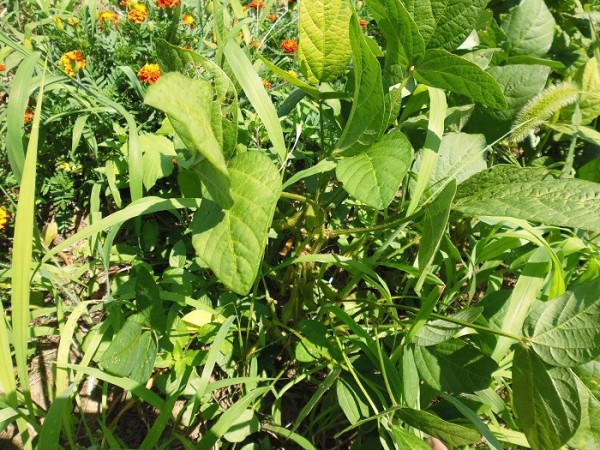 枝豆の実だけ収穫しています スーの家の自然栽培で家庭菜園12ヶ月