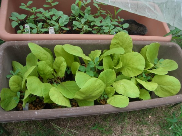 白菜の種まき時期 スーの家の自然栽培で家庭菜園12ヶ月