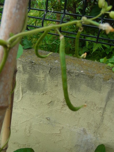 蔓なしインゲンの摘芯 スーの家の自然栽培で家庭菜園12ヶ月