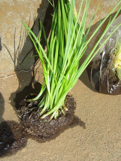 小苗玉ねぎ植え付け13年 その１ 苗購入 スーの家の自然栽培で家庭菜園12ヶ月