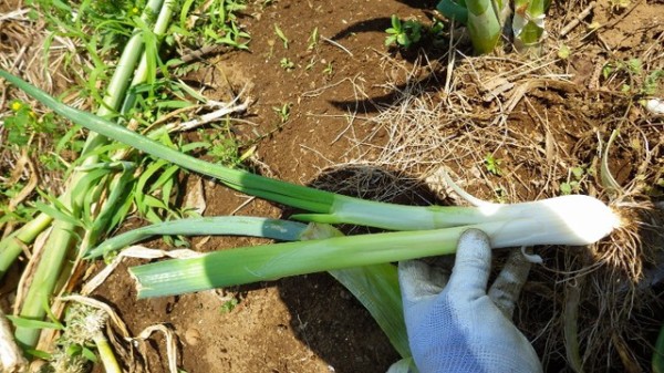 九条太ネギの植え替えいろいろ 分けつも色々 スーの家の自然栽培的オーガニック家庭菜園12ヶ月