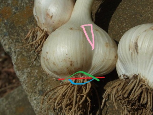 ニンニクの収穫時期 スーの家の自然栽培で家庭菜園12ヶ月