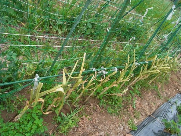 ニンニクさび病の記録 スーの家の自然栽培で家庭菜園12ヶ月