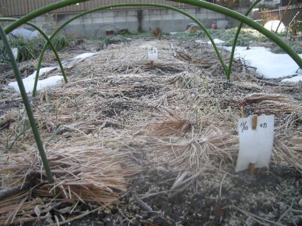 氷点下のマルチ無し野菜たち スーの家の自然栽培的オーガニック家庭菜園12ヶ月