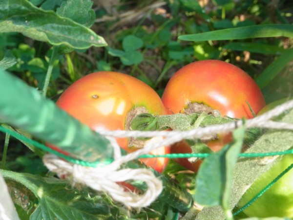 アロイトマト マティーナトマトほか スーの家の自然栽培で家庭菜園12ヶ月
