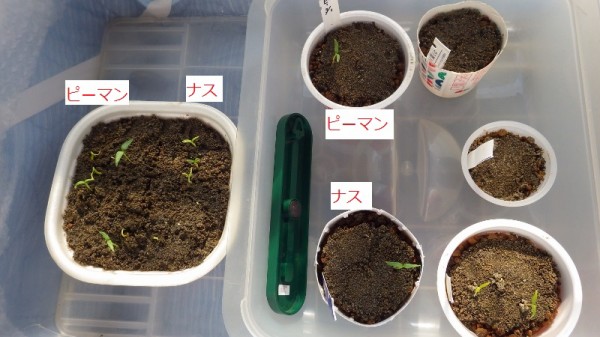 ナスとピーマン発芽 スーの家の自然栽培で家庭菜園12ヶ月