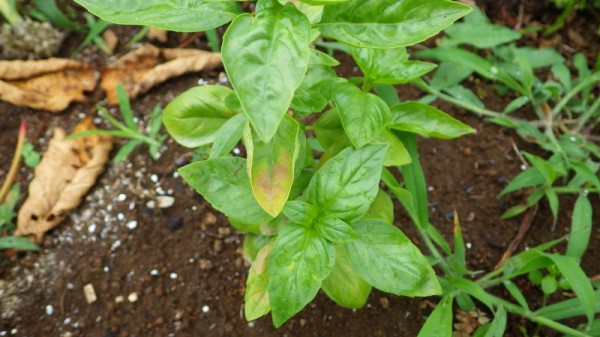 バジル摘心とバジルの病気 スーの家の自然栽培的オーガニック家庭菜園12ヶ月