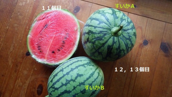 自然栽培小玉スイカの糖度測定 アタゴ糖度計 スーの家の自然栽培で家庭菜園12ヶ月