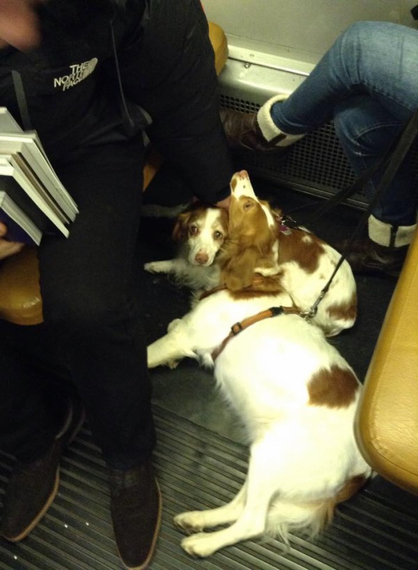 ドイツの自販機と満員電車でリラックス中の犬と悪魔の２歳児 スーの家の自然栽培で家庭菜園12ヶ月