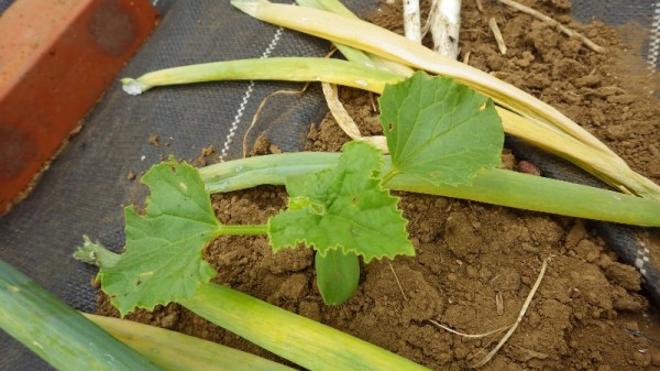 サンライズメロンと素人メロン ころあま スーの家の自然栽培で家庭菜園12ヶ月