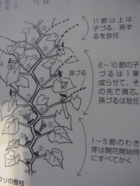 節なりきゅうり 飛び節なりきゅうり 地這いきゅり 中間型きゅうり 摘心と摘葉 スーの家の自然栽培で家庭菜園12ヶ月