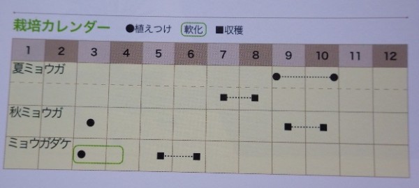 ９月 夏ミョウガを収穫するための植え替えをしました スーの家の自然栽培的オーガニック家庭菜園12ヶ月