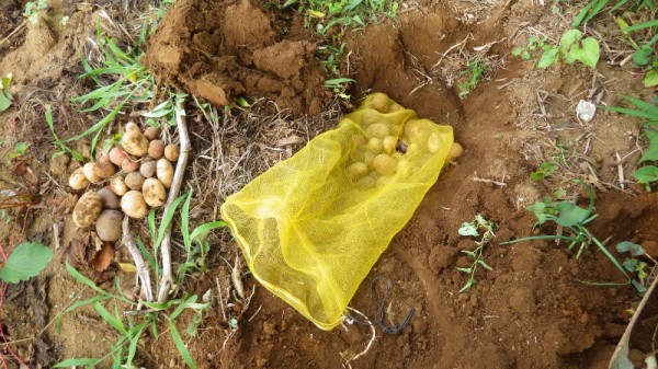 春 夏 ジャガイモの土中保存 スーの家の自然栽培で家庭菜園12ヶ月