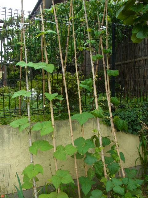 蔓なしインゲンの摘芯 スーの家の自然栽培で家庭菜園12ヶ月