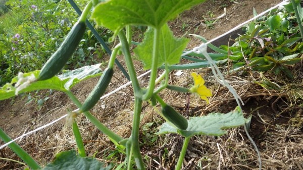 節なりキュウリの側枝と２回目のきゅうり定植 スーの家の自然栽培で家庭菜園12ヶ月