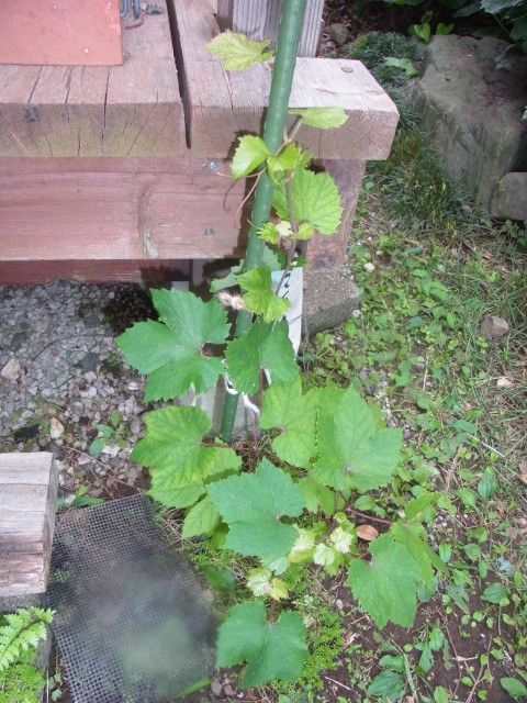 食べ蒔きぶどう レッドグローブ の成長 スーの家の自然栽培で家庭菜園12ヶ月