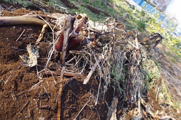 土盛保存中のヤツガシラを収穫しました スーの家の自然栽培で家庭菜園12ヶ月