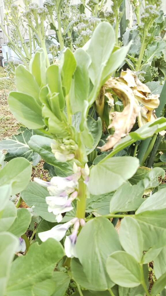 ソラマメは花盛りです 去年より２０日早いです スーの家の自然栽培的オーガニック家庭菜園12ヶ月