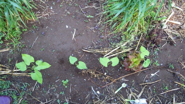 つる無しインゲンの間引き移植 スーの家の自然栽培で家庭菜園12ヶ月