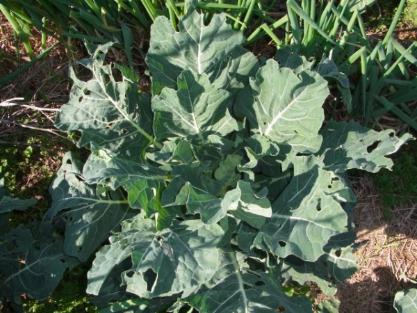 ロマネスコとカリブロの違い スーの家の自然栽培で家庭菜園12ヶ月