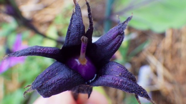 ナスの一番果を摘果しました スーの家の自然栽培で家庭菜園12ヶ月