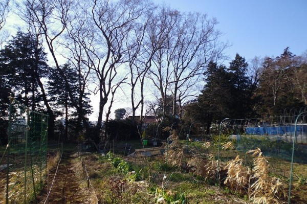 土盛保存中のヤツガシラを収穫しました スーの家の自然栽培で家庭菜園12ヶ月