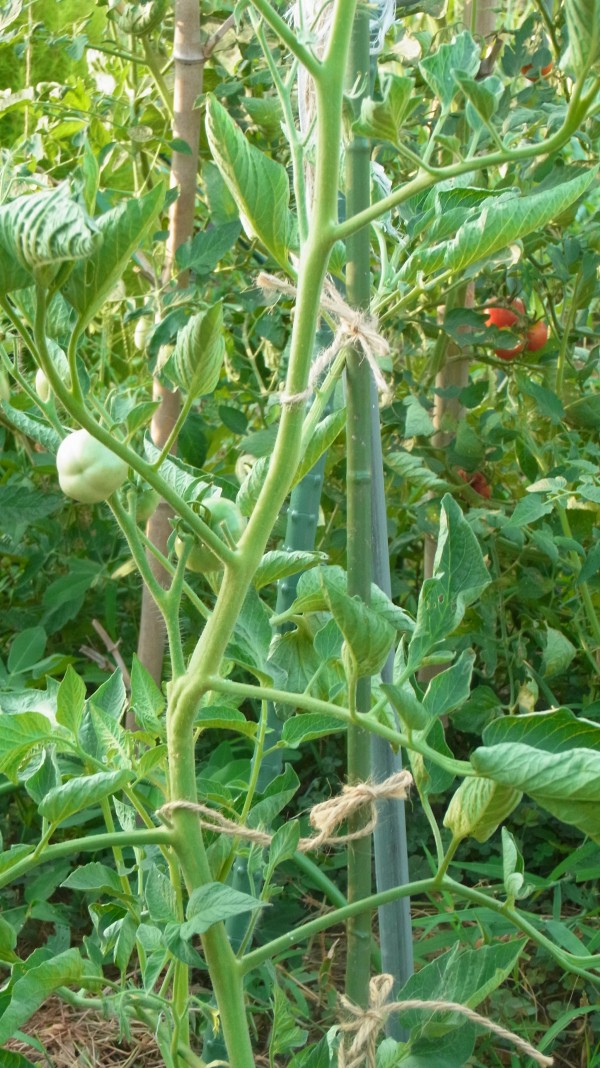 挿し木トマトに実が成った スーの家の自然栽培で家庭菜園12ヶ月