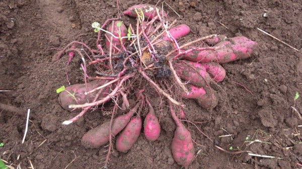 農家が教えるサツマイモ栽培コツのコツ スーの家の自然栽培的オーガニック家庭菜園12ヶ月