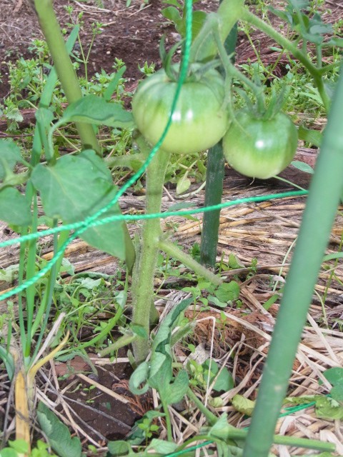 とまと灰色かび病対策 トマトのメンテナンス スーの家の自然栽培で家庭菜園12ヶ月