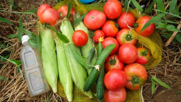 トマト疫病だった中玉トマトにサンボルドー スーの家の自然栽培で家庭菜園12ヶ月