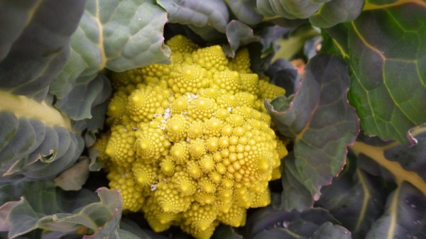 ロマネスコの収穫時期 スーの家の自然栽培的オーガニック家庭菜園12ヶ月