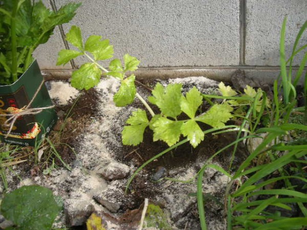 黒霧でセロリ スーの家の自然栽培で家庭菜園12ヶ月