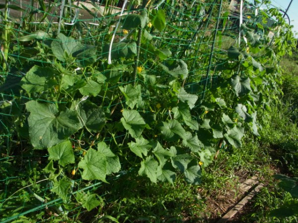 地這いキュウリのネット仕立てと台風対策 スーの家の自然栽培で家庭菜園12ヶ月