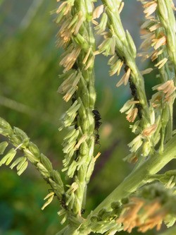 トウモロコシの雄花に虫 スーの家の自然栽培的オーガニック家庭菜園12ヶ月