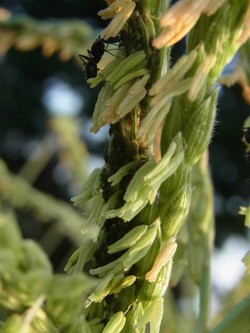 トウモロコシの雄花に虫 スーの家の自然栽培で家庭菜園12ヶ月