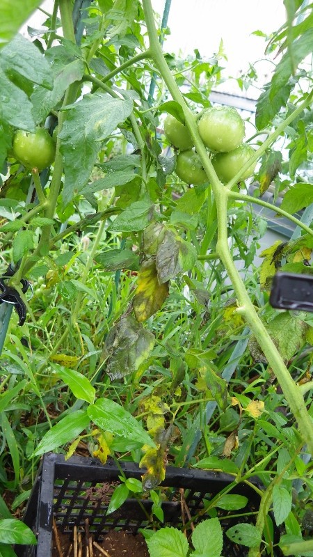 長雨でトマト疫病ｗｗｗｗｗｗ スーの家の自然栽培的オーガニック家庭菜園12ヶ月