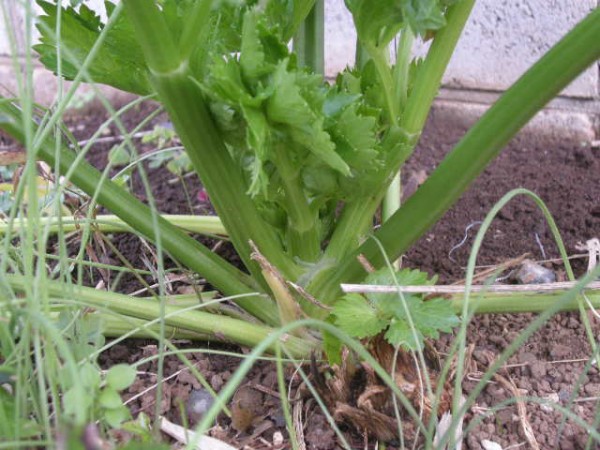 黒霧でセロリ スーの家の自然栽培で家庭菜園12ヶ月