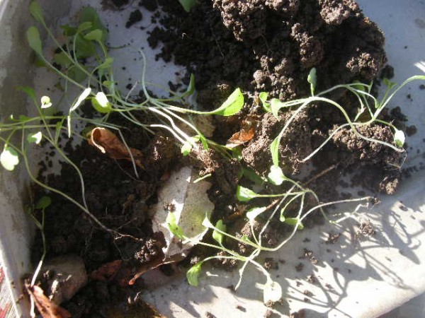 えんどう豆のコンパニオンプランツはルッコラ スーの家の自然栽培的オーガニック家庭菜園12ヶ月