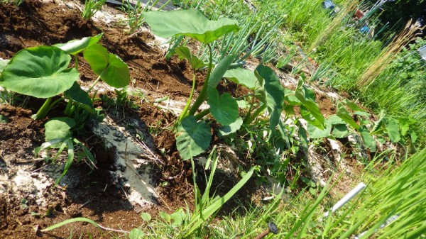 里芋 セレベス 土寄せと米ぬかを追肥 スーの家の自然栽培で家庭菜園12ヶ月