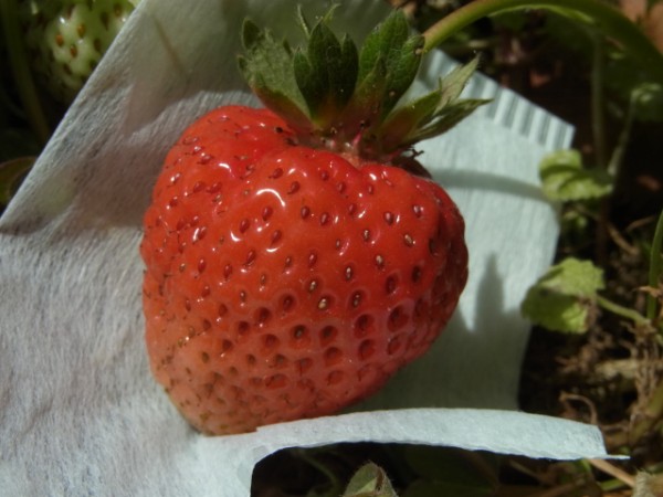 苺とニンニクの混植効果 スーの家の自然栽培的オーガニック家庭菜園12ヶ月