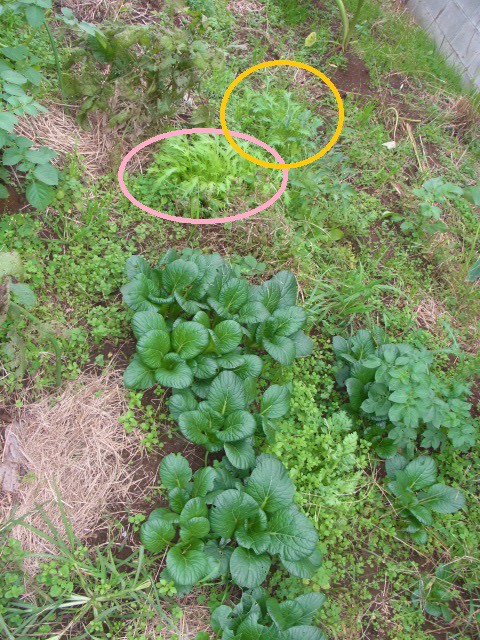 無肥料栽培 水菜の間引き収穫 スーの家の自然栽培で家庭菜園12ヶ月