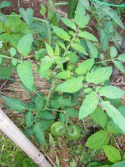 とまと灰色かび病対策 トマトのメンテナンス スーの家の自然栽培で家庭菜園12ヶ月