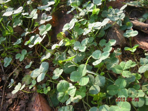 ブロッコリーのコンパニオンプランツ スーの家の自然栽培で家庭菜園12ヶ月