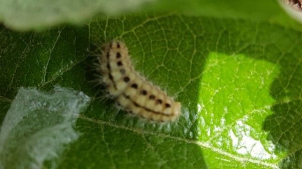 リンゴの木についた虫 自然農菜園 はたけや の作業日誌