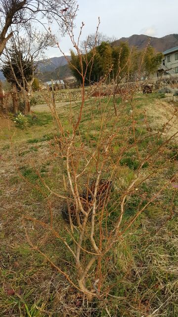 ブルーベリー 自然農菜園 はたけや の作業日誌