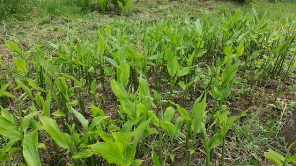 ミョウガ 自然農菜園 はたけや の作業日誌