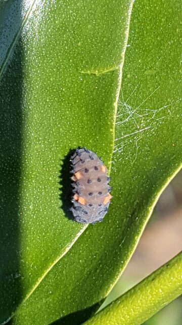 てんとう虫の幼虫が柚子の葉っぱに 自然農菜園 はたけや の作業日誌