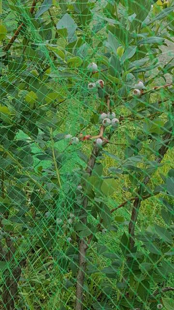 ブルーベリー 自然農菜園 はたけや の作業日誌