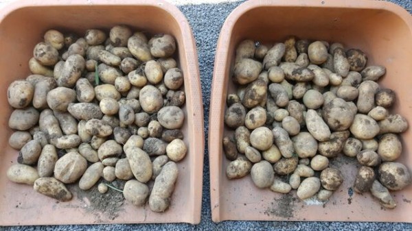 じゃがいも 自然農菜園 はたけや の作業日誌