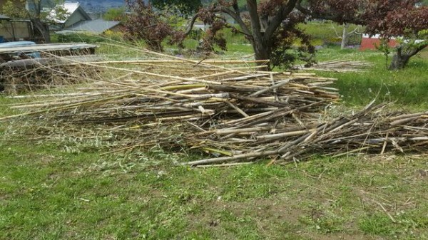 竹や剪定枝をもらってバイオマス利用 自然農菜園 はたけや の作業日誌